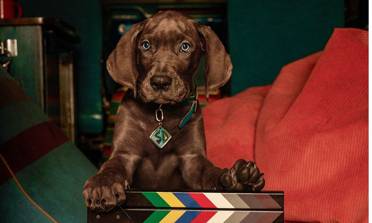 Scooby-Doo será cachorro real